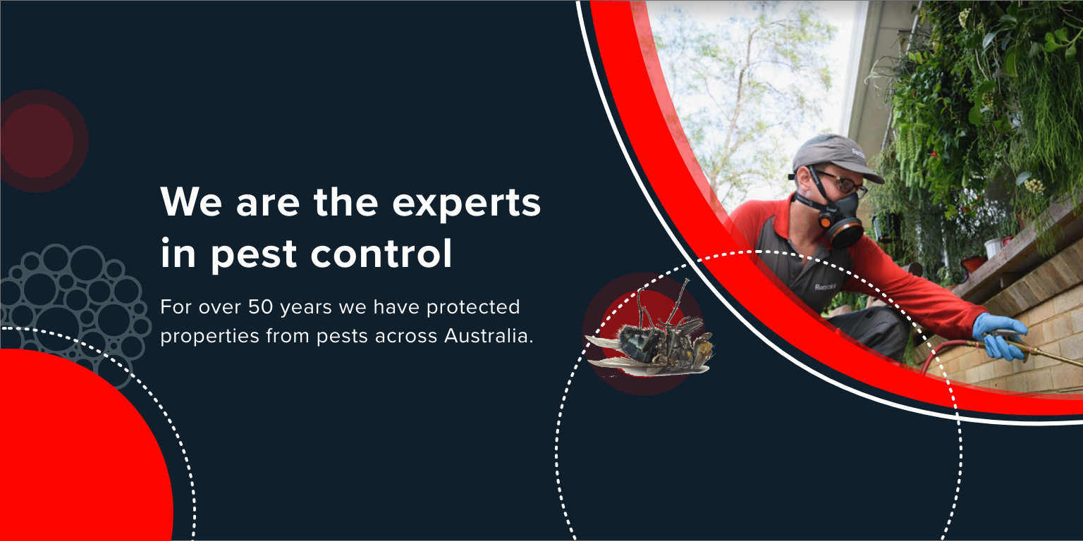 pest treatment